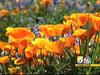 Hot Spot Its time to get out your camera and enters the KSBY Wildflower Photo Contest